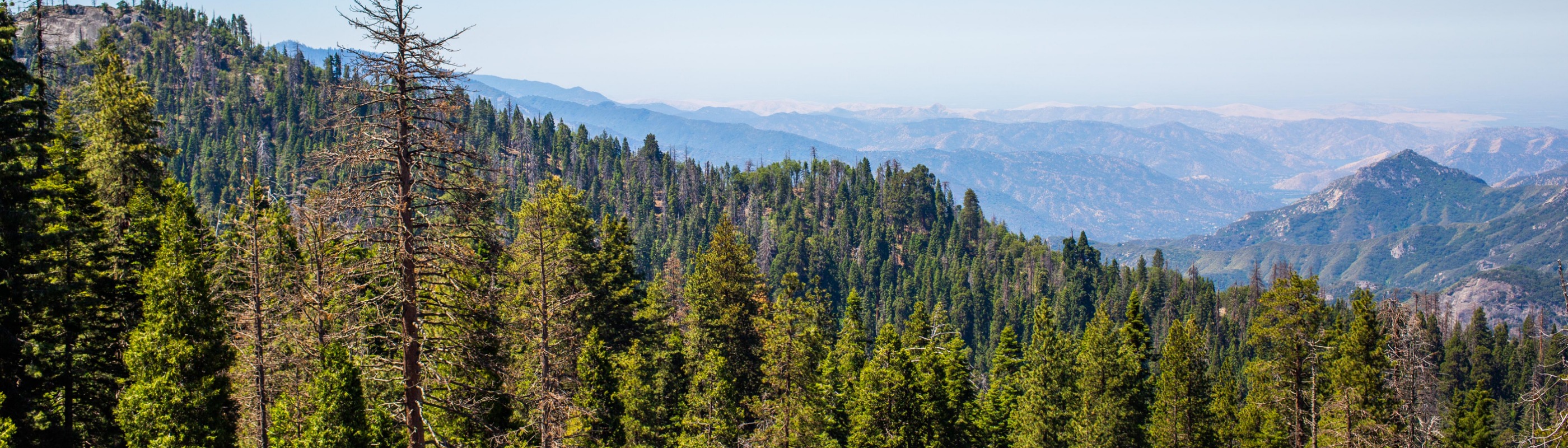 Discover The Stunning Sequoia National Park Near Visalia CA