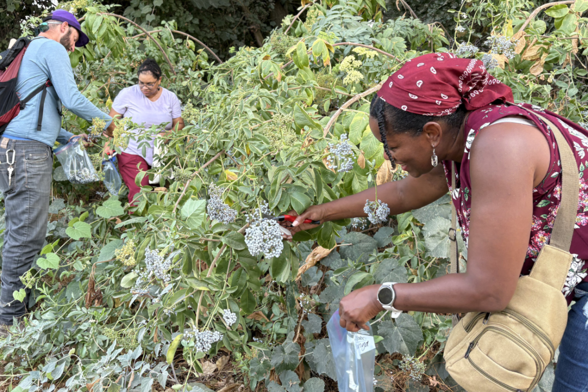 Elderberry Harvest